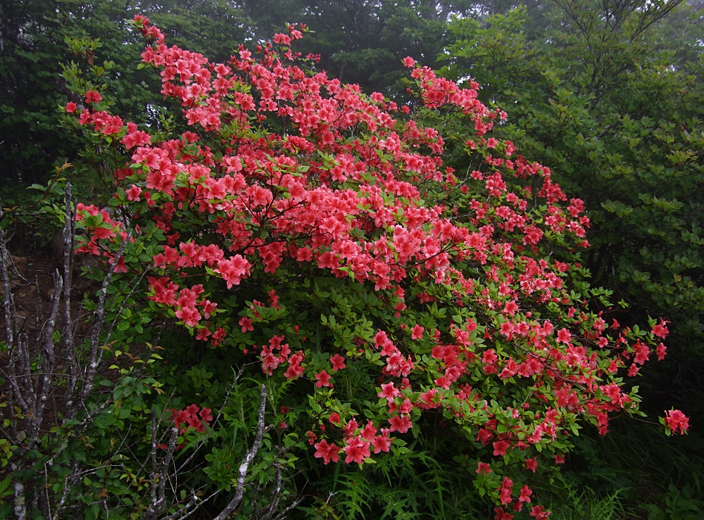 ヤマツツジ | 山川草木図譜 |野山の植物, 樹木, （ツツジ科ツツジ属