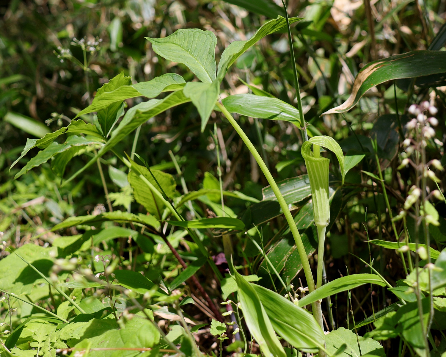 ヒロハテンナンショウ | 山川草木図譜 | 野山の植物, 6月, 山岳の植物