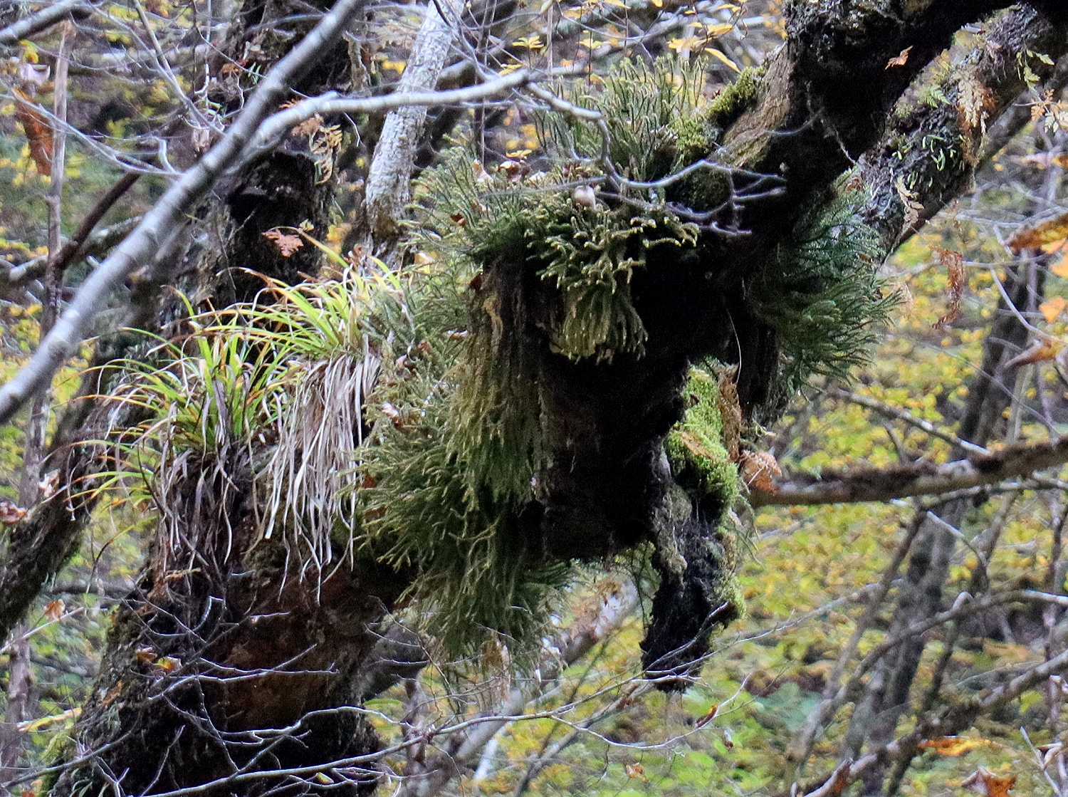 スギラン | 山川草木図譜 | 山岳の植物, ヒカゲノカズラ科, 11月, 羊歯