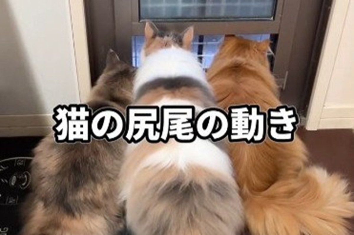 3匹の「同居猫たちの違い」に思わず二度見→特徴的な「しっぽの動き
