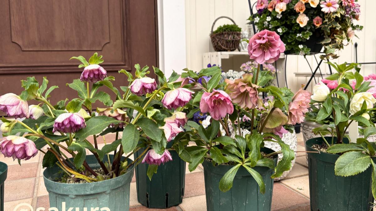 クリスマスローズ開花シーズン 『今』購入したらいつ植替える？ 気候の