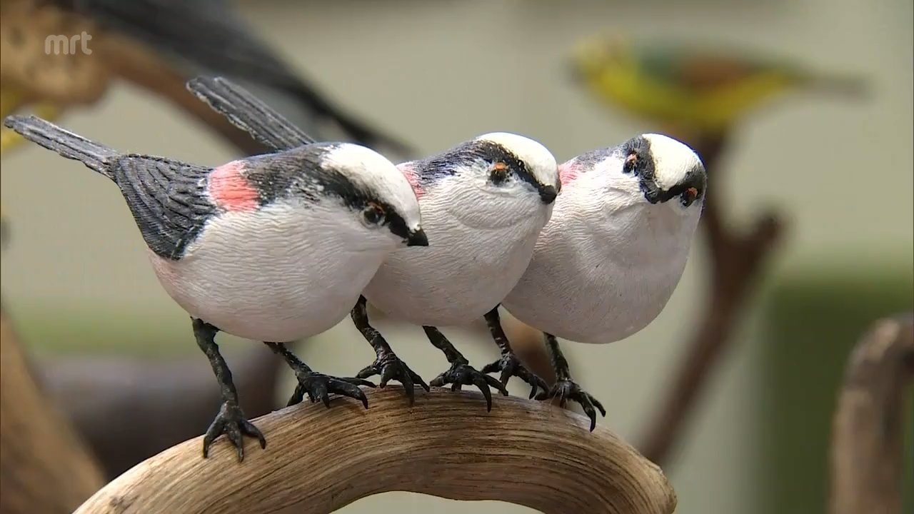 特徴や色彩などが繊細に表現 木彫りの野鳥の彫刻「バードカービング