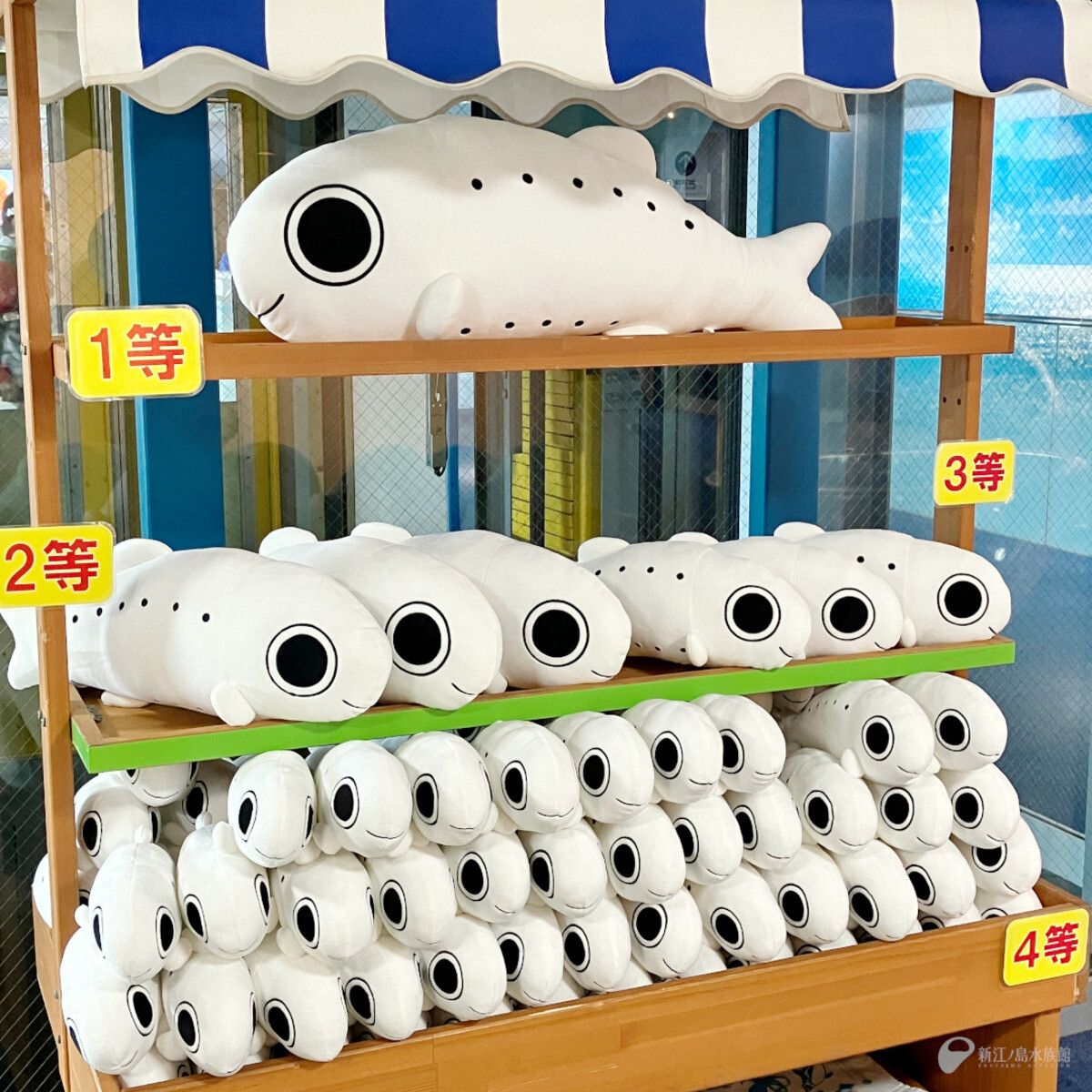 ハズレなし】新江ノ島水族館のぬいぐるみクジに「シラス」登場 - 「で