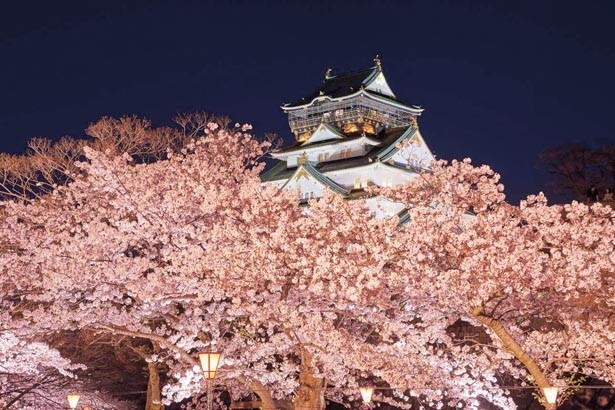 画像1 / 14＞【大阪絶景桜】豪華絢爛な天守閣を薄紅色が華やかに彩る