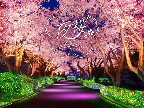 幻想的な桜のライトアップ×宝石色イルミの「夜桜ジュエルミネーション