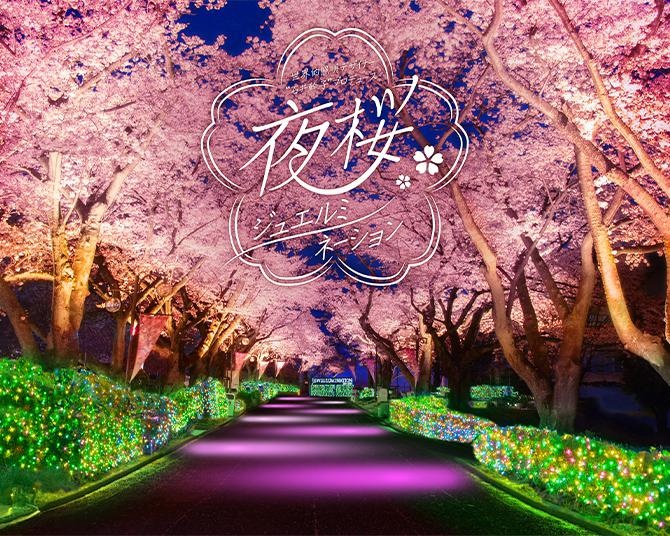 幻想的な桜のライトアップ×宝石色イルミの「夜桜ジュエルミネーション