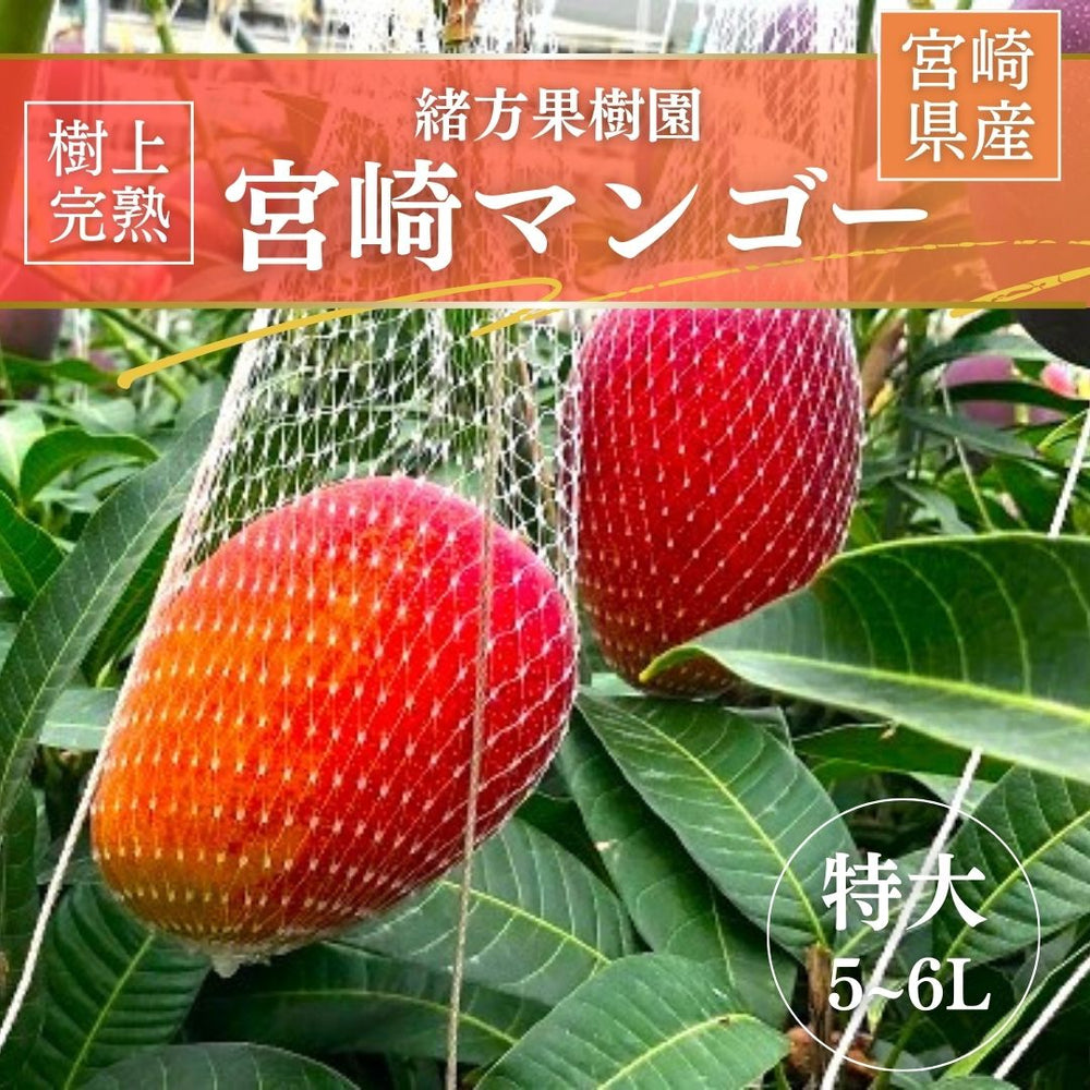 マンゴー 【緒方果樹園】 完熟マンゴー 特大 5～6L 1個 600g以上 贈答