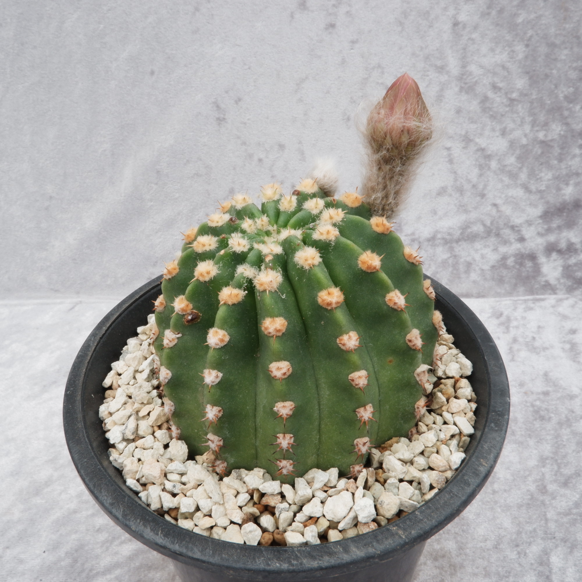 商品詳細 - 信州西沢サボテン園