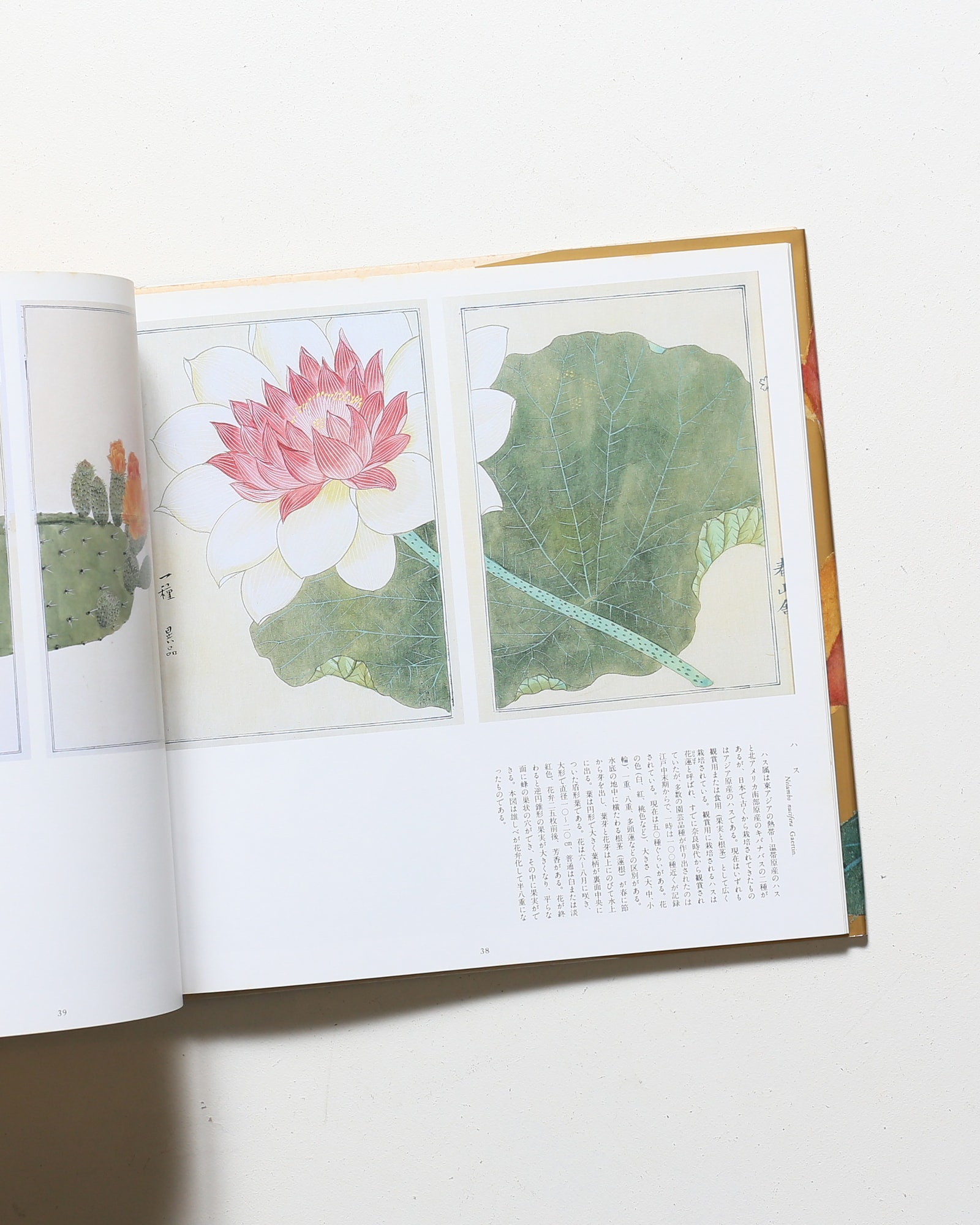 本草図説1 植物 | 高木春山、荒俣宏 | nostos books ノストスブックス