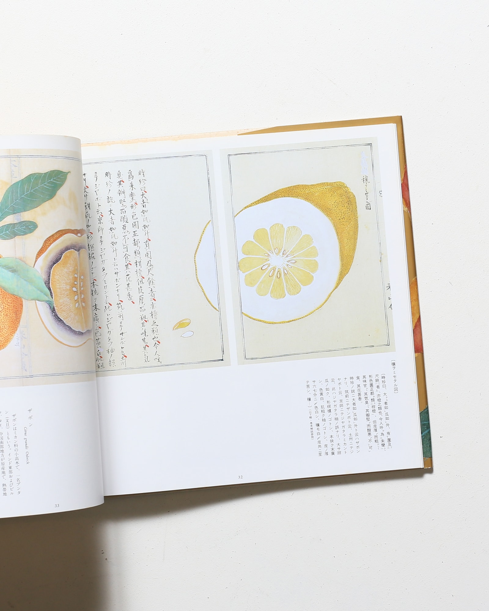 本草図説1 植物 | 高木春山、荒俣宏 | nostos books ノストスブックス