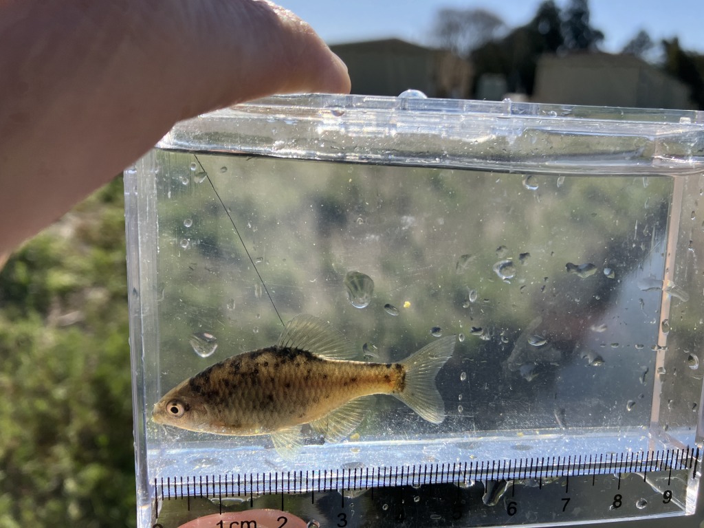 釣行記20230319タナゴ