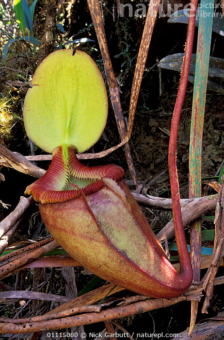Stock photo of Pitcher plant {Nepenthes kinabaluensis} = N. rajah