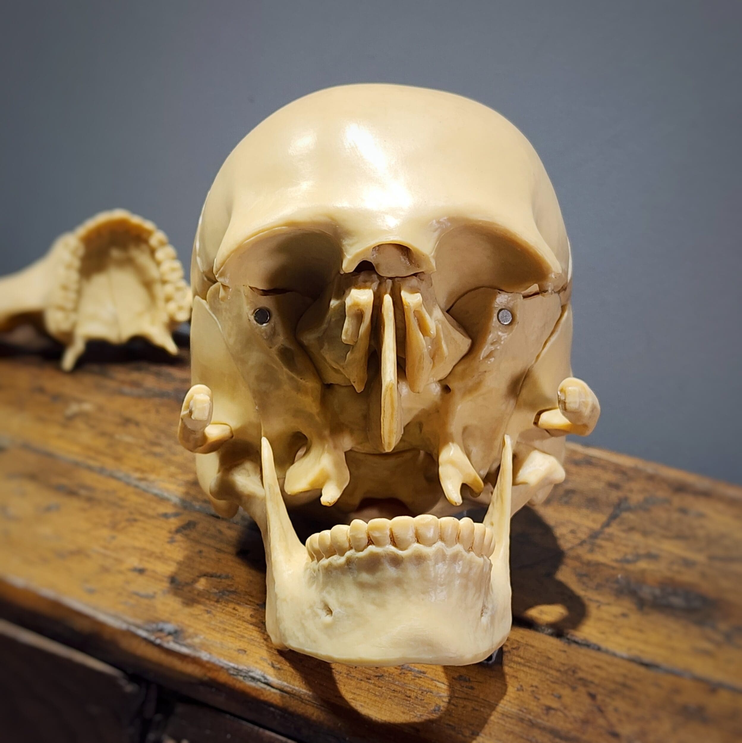 Exploded Skull, Mini Human Skull Model, 15 pieces - Oddities For