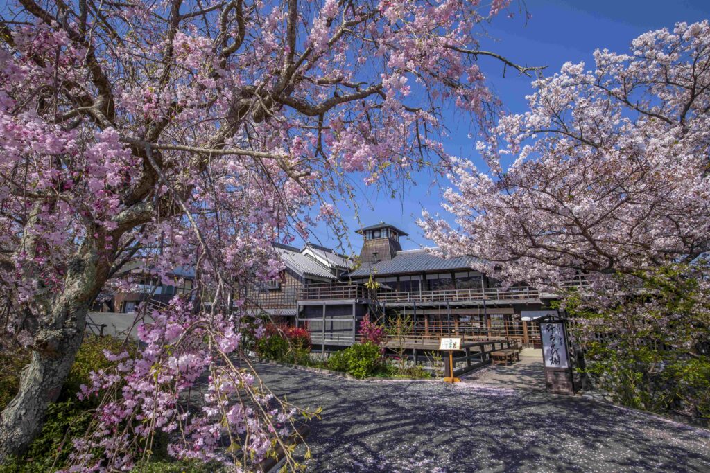五十鈴川桜まつり - おかげ横丁