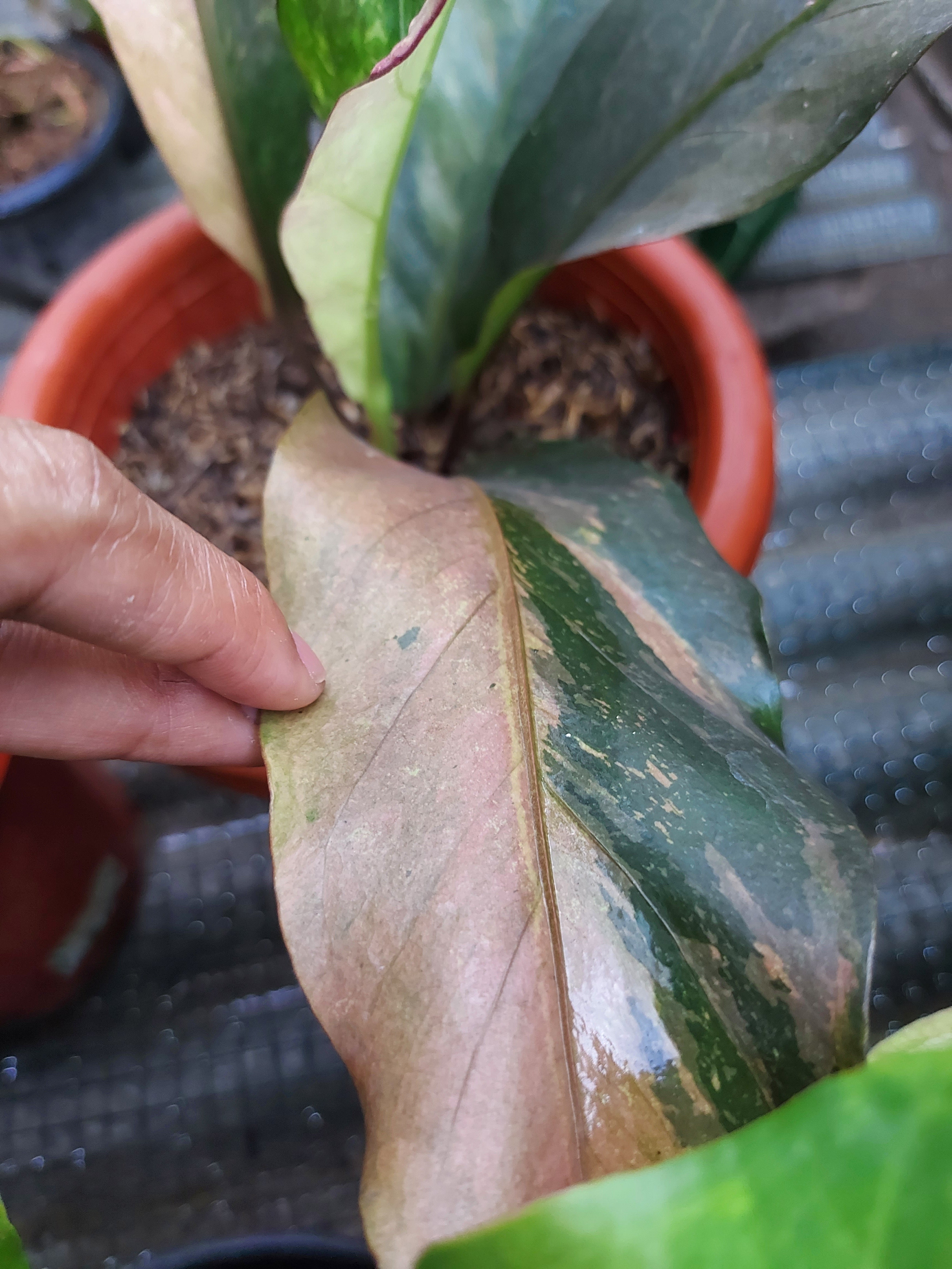 Anthurium Hookeri Pink Variegated - Tropical Pink Variegated Plant