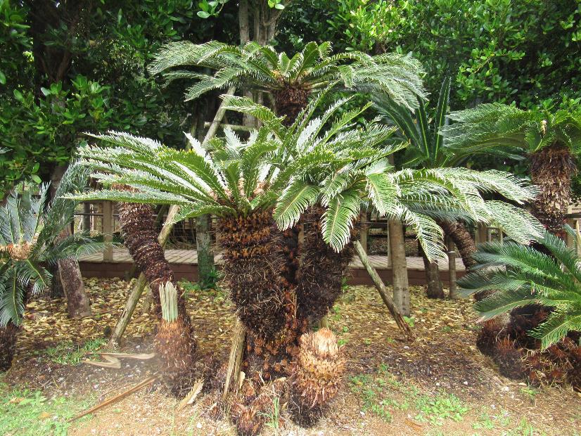 ソテツ | 植物図鑑 | 海洋博公園 Official Site