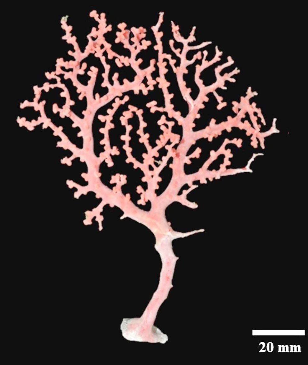 色鮮やかな宝石サンゴ、沖縄の深海で新種を初発見 首里城に見立てて