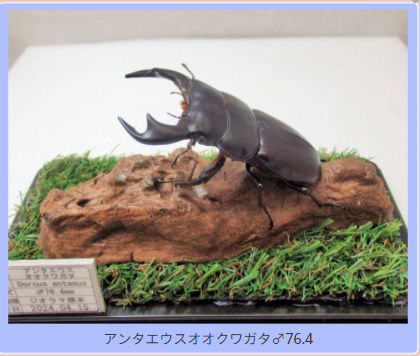 昆虫ジオラマウワッチ