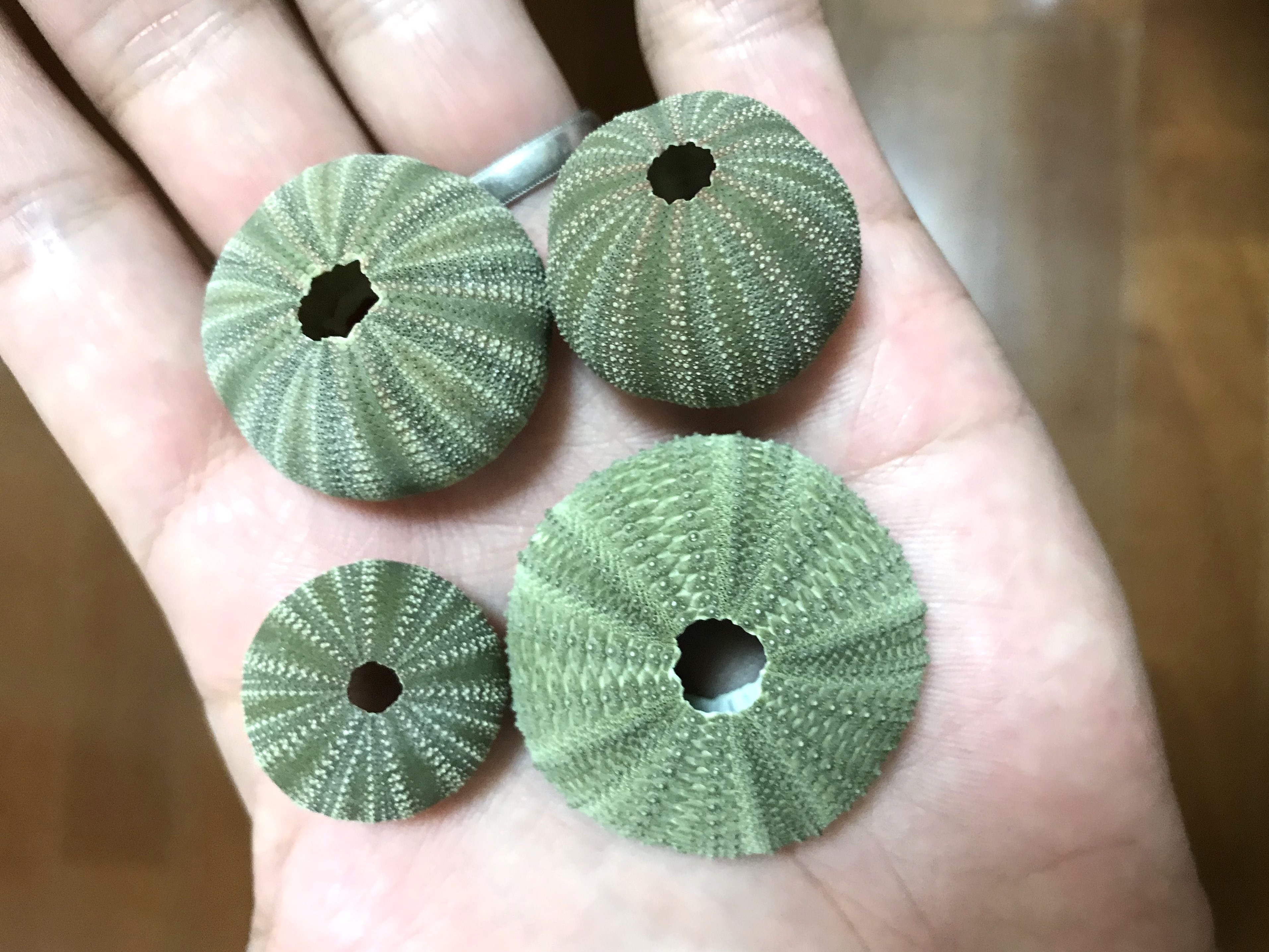 ウニの殻を使って・・ランプづくり！ | 魚食普及推進センター(一般社団