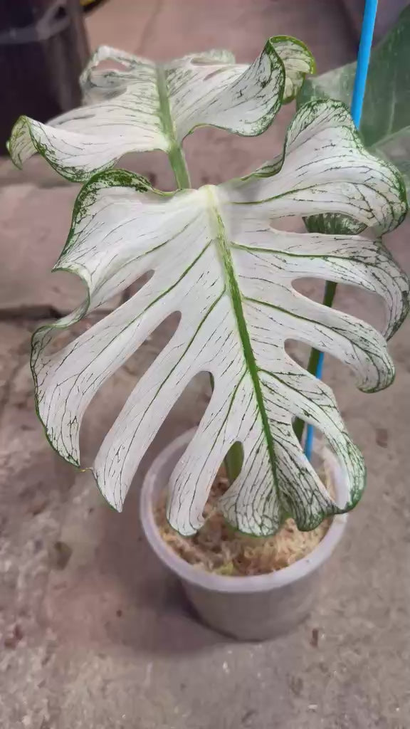 Monstera 'Devil Monster' Nr 2