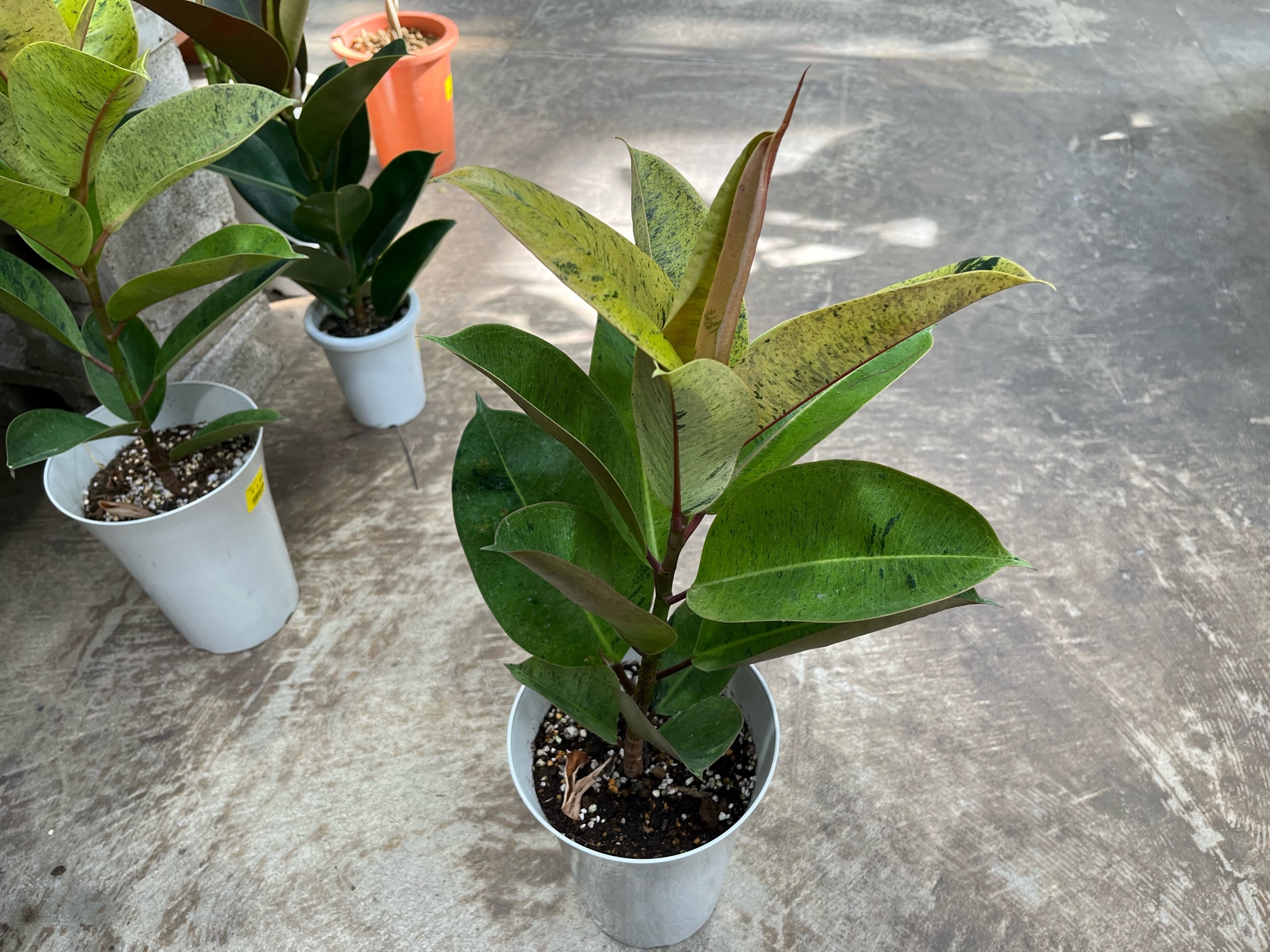 フィカス エベレストあります！！その他おすすめ観葉植物ご紹介