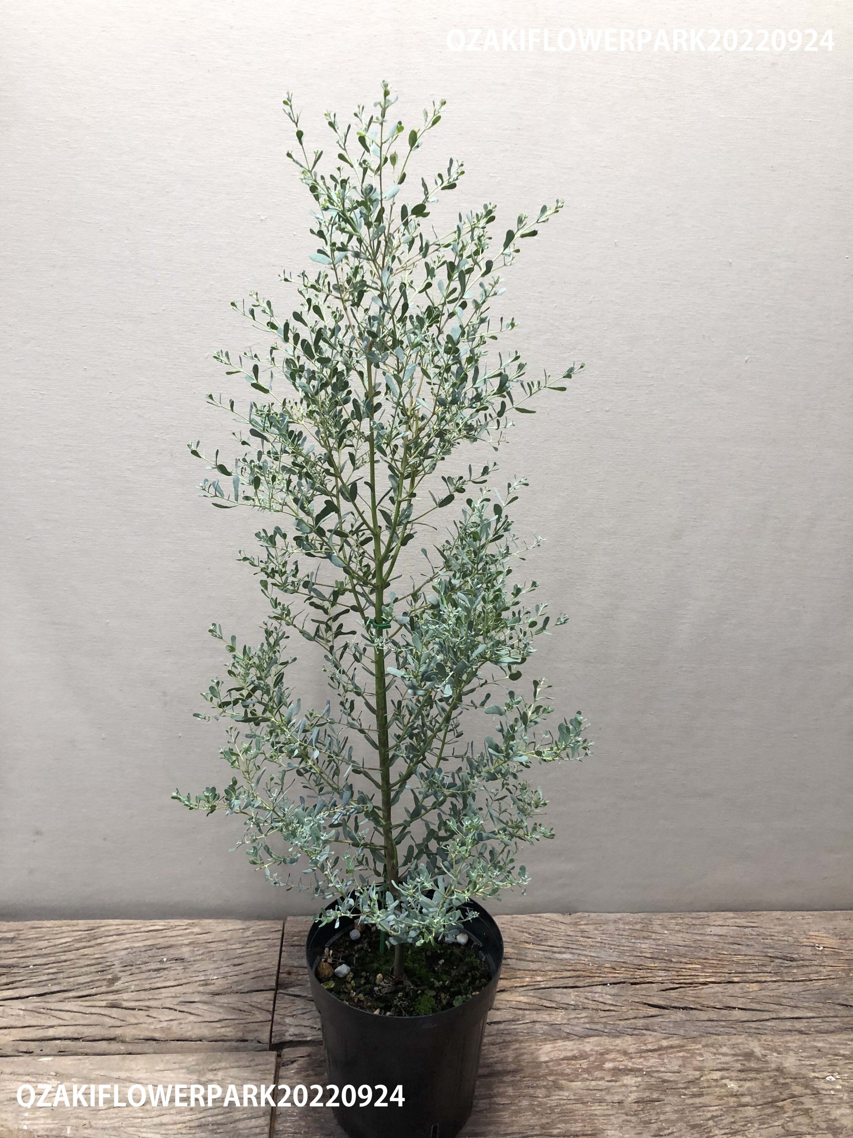 1F|ユーカリ新品種（France Blue Rengun）入荷しました。 | オザキ