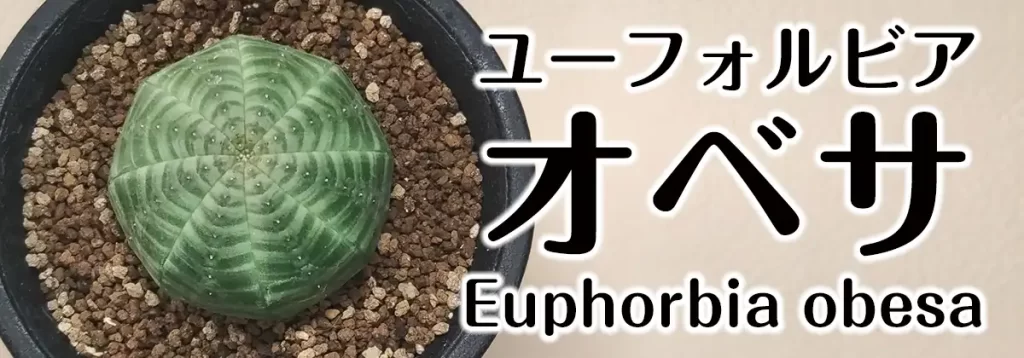 ユーフォルビア オベサ実生株の成長記録 | アガベの成長をただ記録する