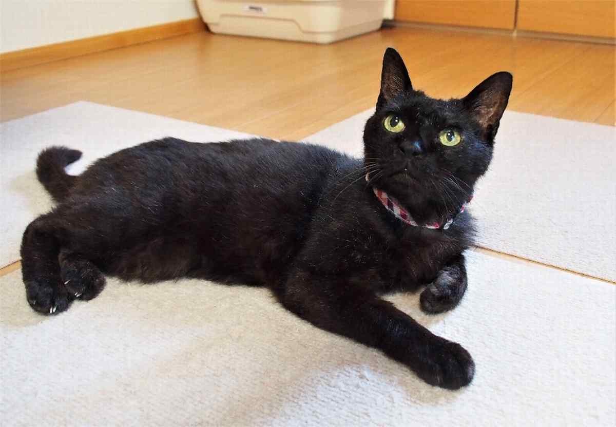 河川敷で保護されたボロボロな黒猫 今は仲間と平穏な暮らし | 「犬や猫