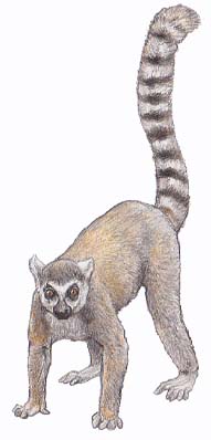 川崎悟司イラスト集・ワオキツネザル