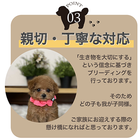 ティーカッププードル、トイプードル、ビションフリーゼの子犬販売