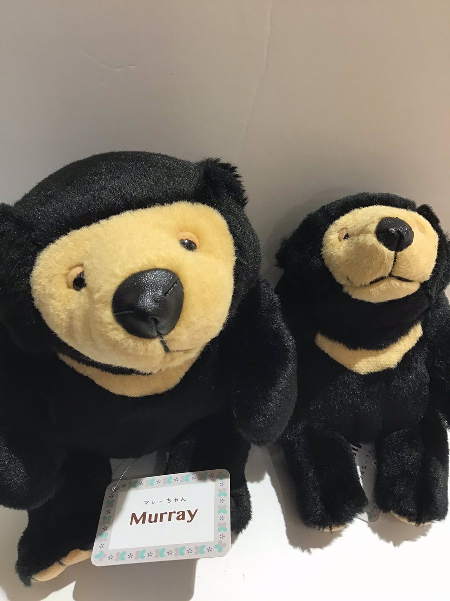 🧸モンスイユぬいぐるみ🧸 マレーグマのマレーちゃん再入荷いたしまし