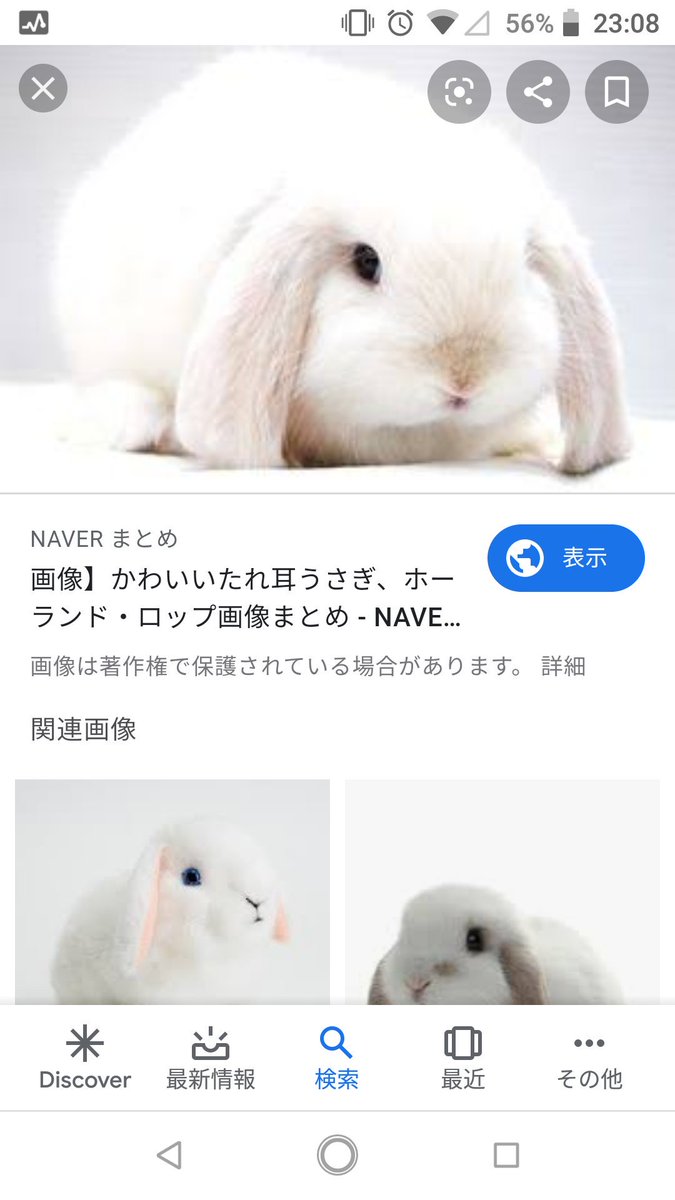 垂れ耳の白うさぎ飼いたい…… 就職したら絶対飼うんだ( *˙ω˙*)و ｸﾞｯ! 家