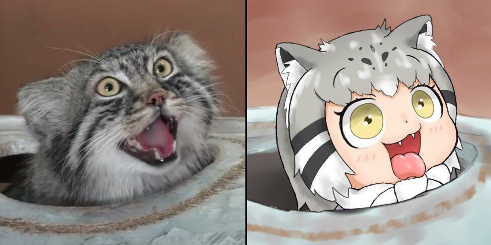 マヌルネコちゃんを描きました再揚 #けものフレンズ