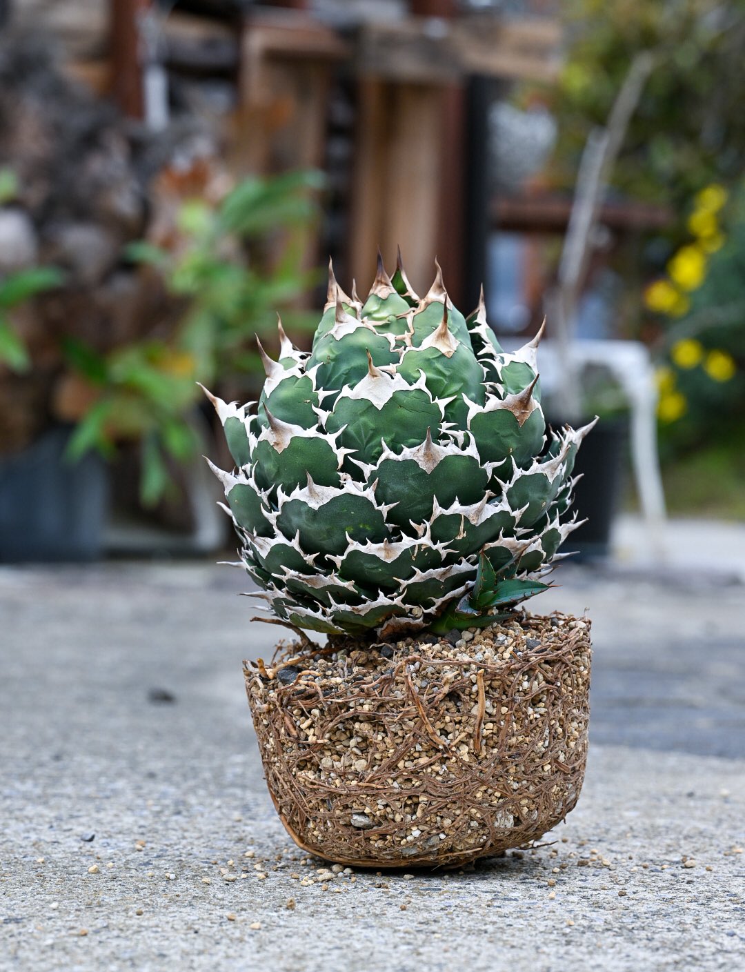 XL SIZE 植木鉢 作家鉢 アガベ グラキリス ホリダ パリー パラサナ XL