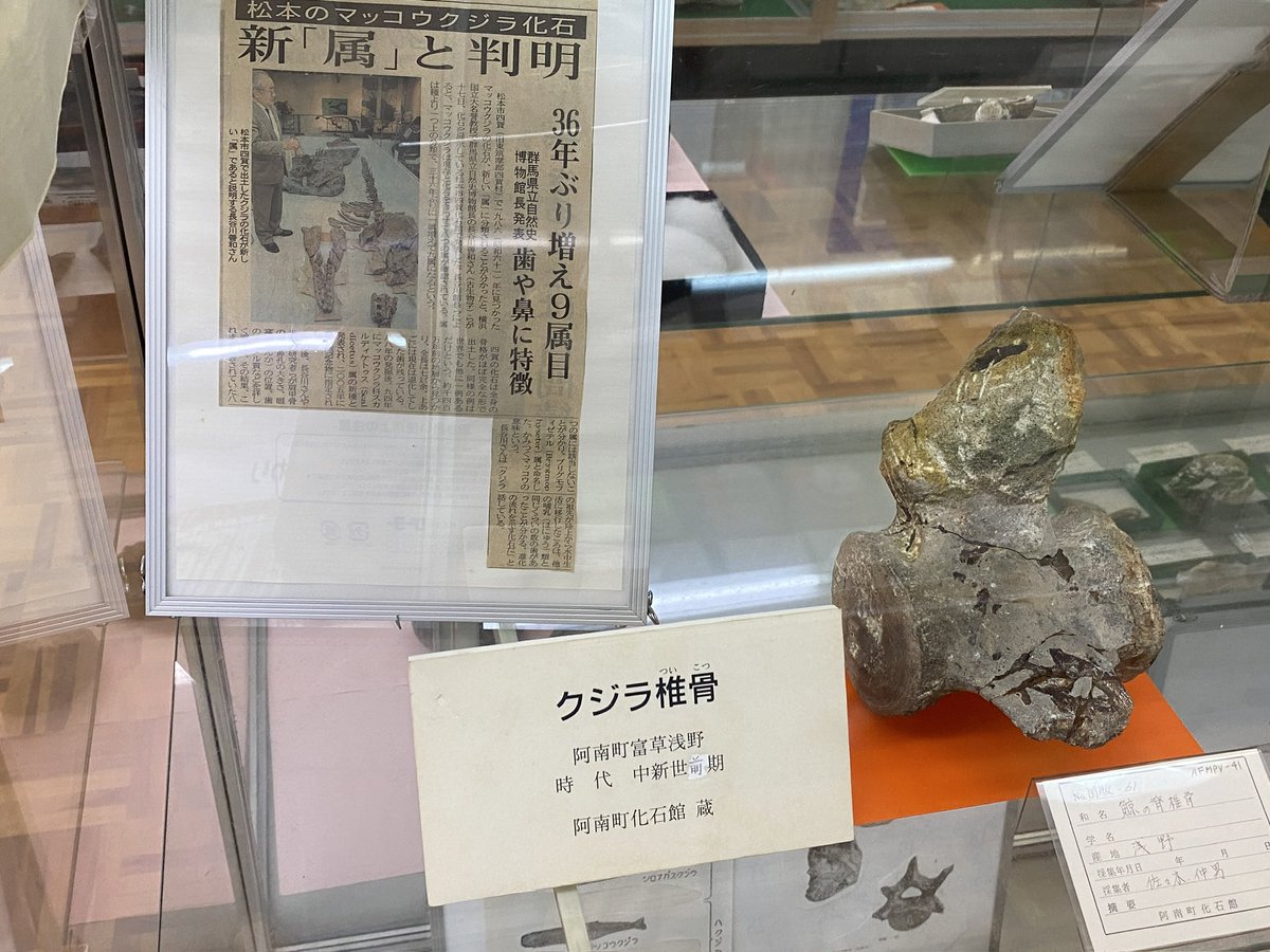 国産化石 250415－2 国産化石 250415－2 国産化石 250415－2 2