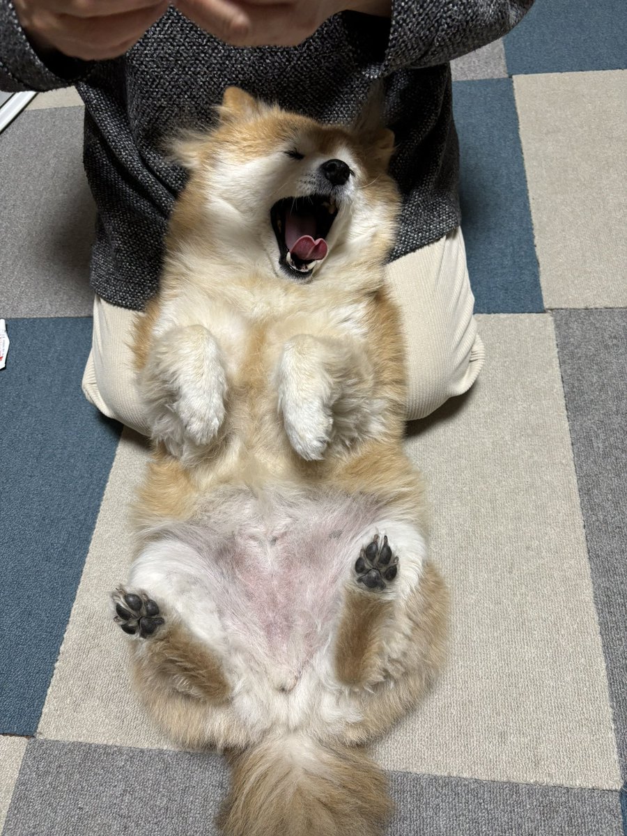 柴犬のちよ (@M9B7gThSF11HI46) / Posts / X