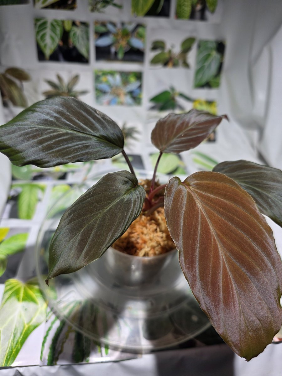 Homalomena sp. 