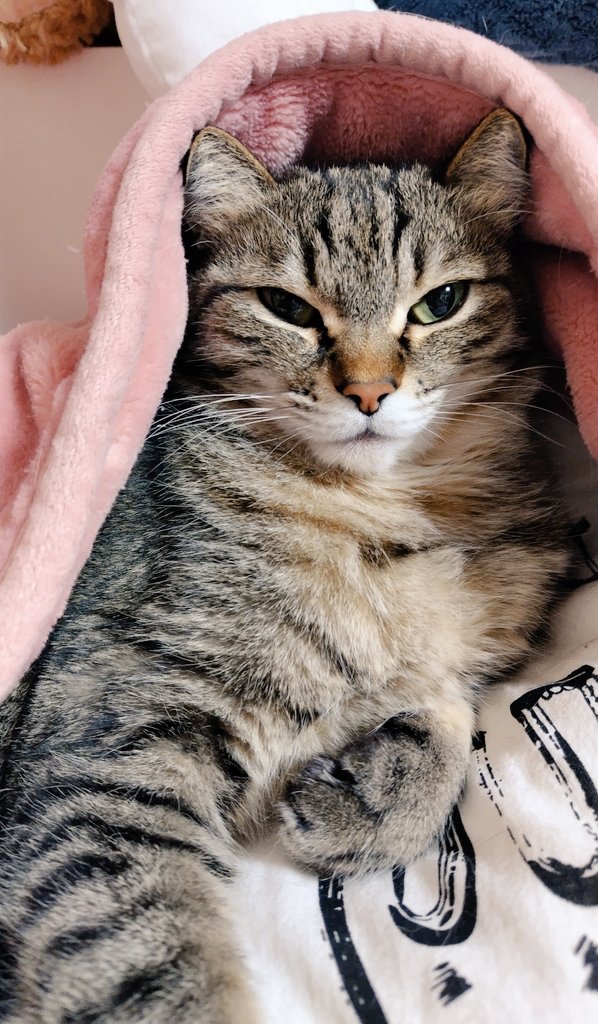 ゴロー🐾 (@cat_56chan) / Posts / X