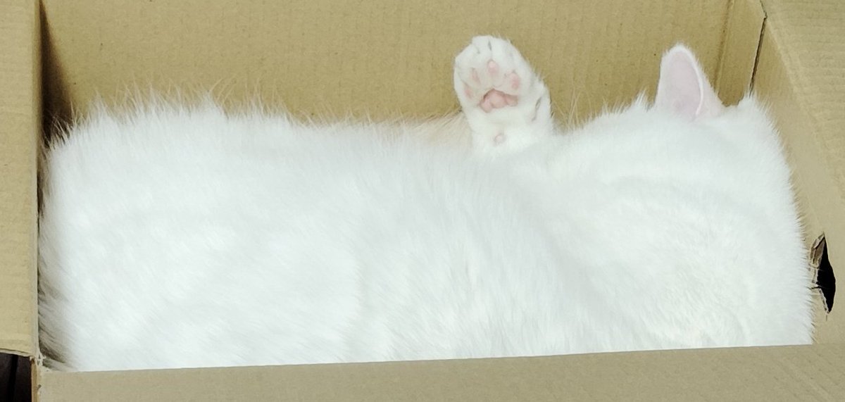Post by 福ちゃん on X: 🐾