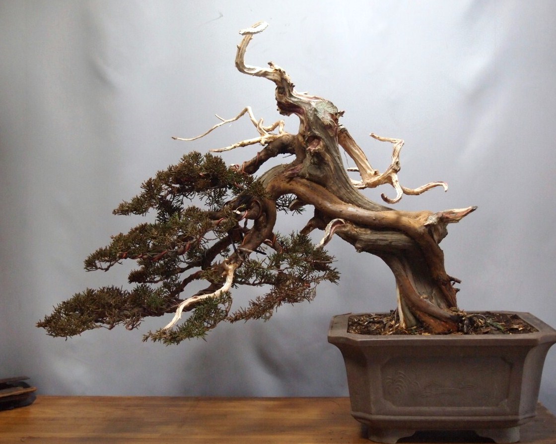 真柏 半懸崖 : 雨宮園 ～盆栽・山野草・陶芸～ 趣味が仕事でも・・・