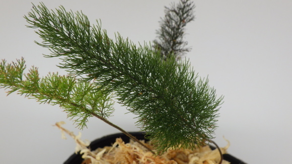 Abrodictyum pluma(元Trichomanes meifoliumとして紹介してたもの