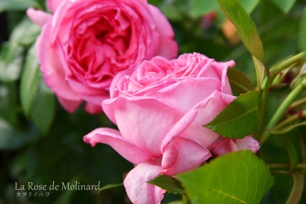 強く香りの良い薔薇 : カヲリノニワ