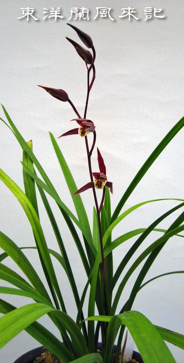 寒蘭 登録銘品・日向の誉花付き 紅