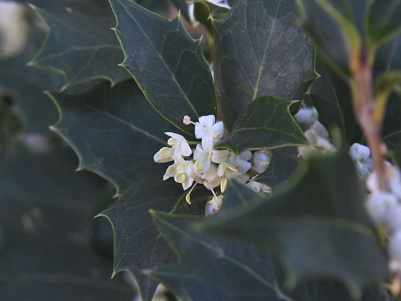 ヒイラギ（柊）の花 : 無名子のよしなしごと