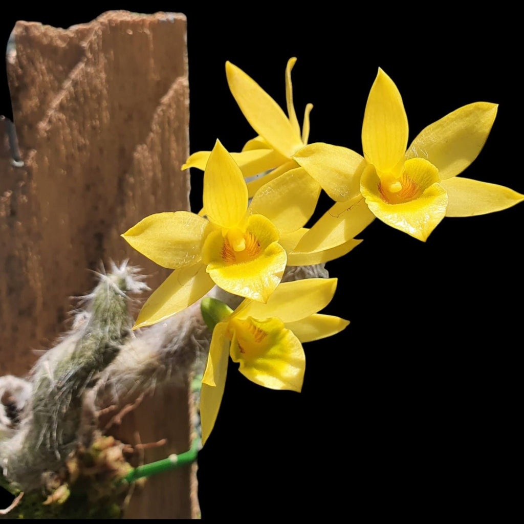 Dendrobium 'Senile' – Peace, Love & Happiness Club