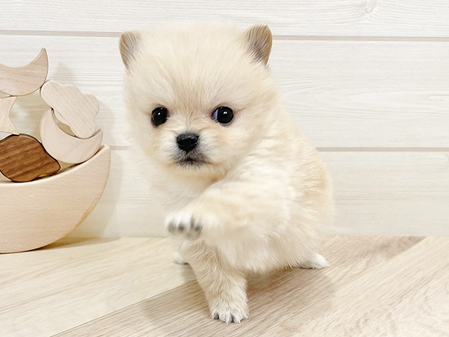 激レアポメラニアン、チワワ、柴犬、シーズ、パグ、ダックスパネル生地