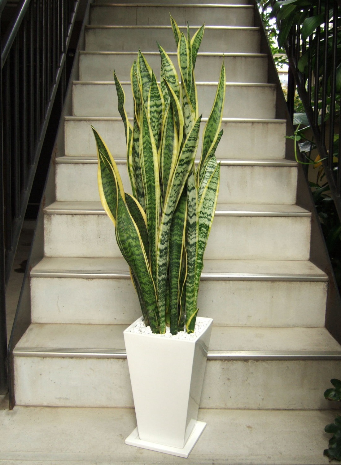 観葉植物 中型 サンスベリア 鉢皿付き 陶器鉢 WH | 移転祝い 開店祝い