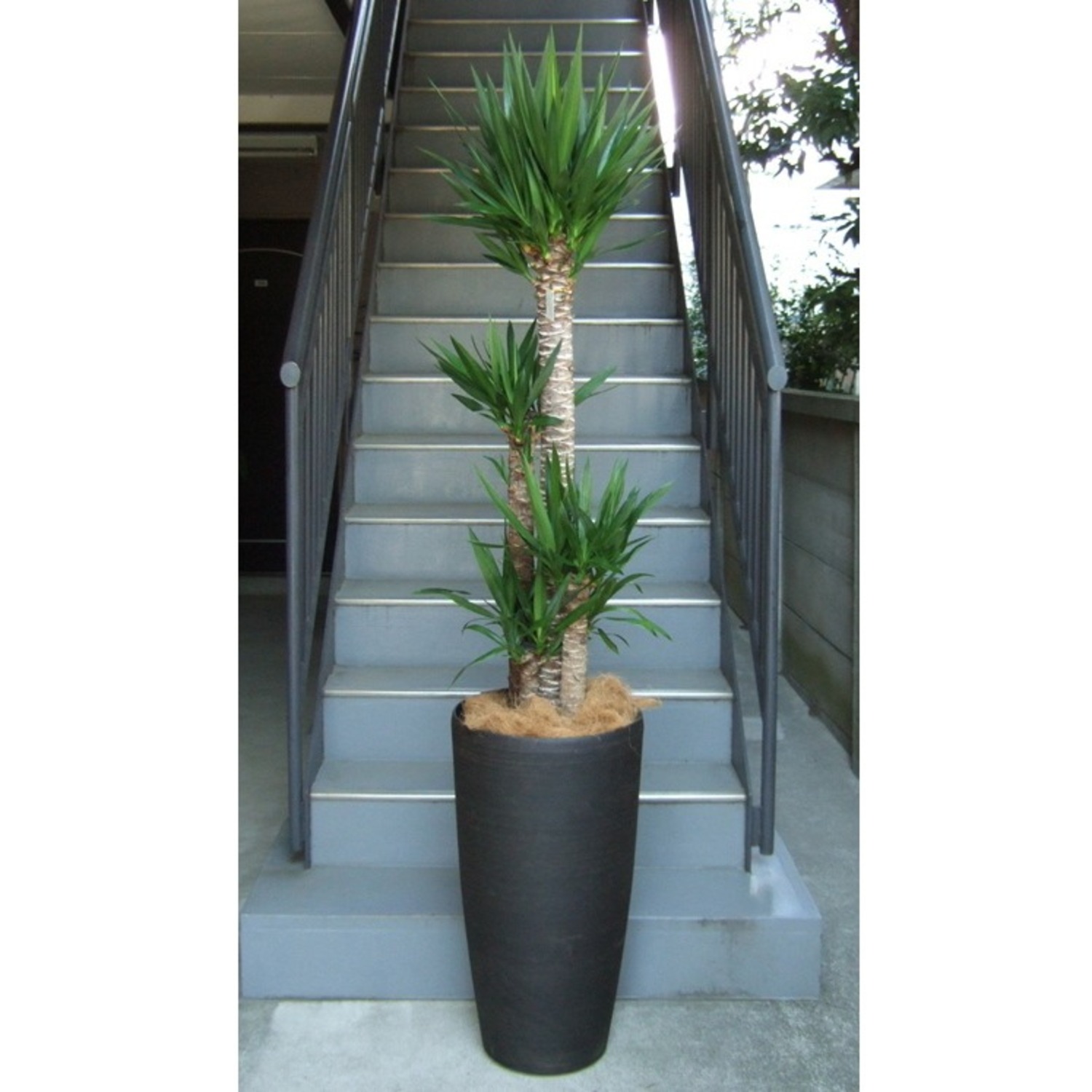 観葉植物 特大 ユッカ 特大鉢クリアブラック 樹脂製 | 移転祝い 開店