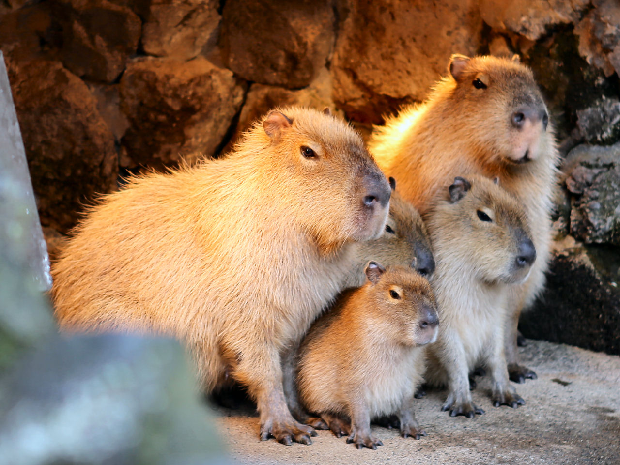 Pichori 静岡県：伊豆シャボテン公園のカピバラ