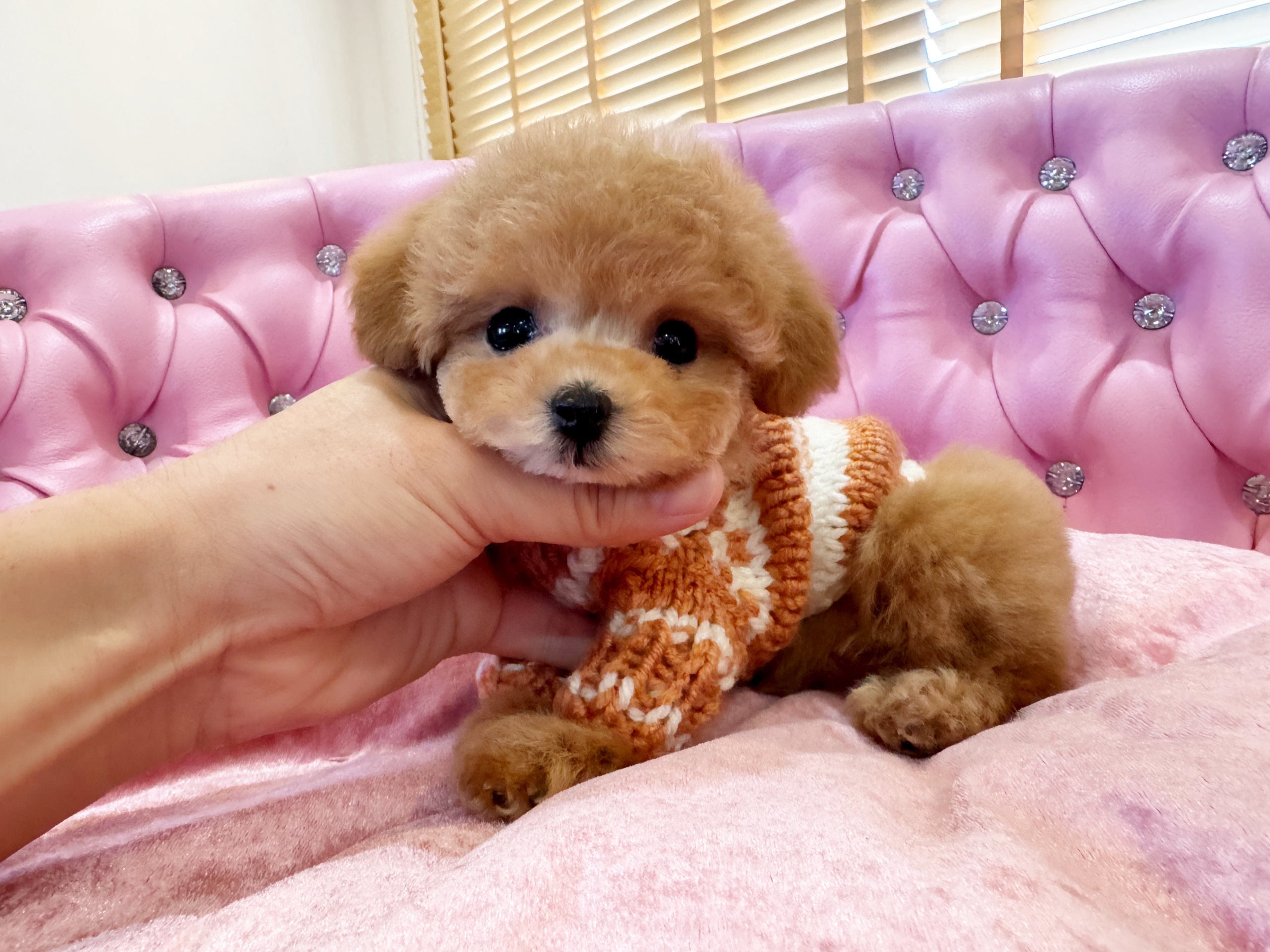⭐️超激かわ ティーカップビションプー | 仔犬情報 【パピーエンジェル】